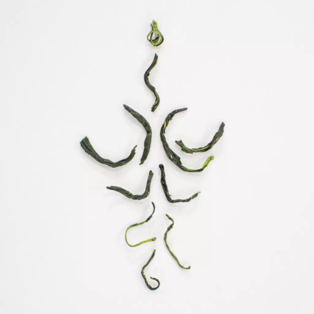 Terza Luna Gyokuro Bio Semidori | Tè Verde^Tamaryokucha bio